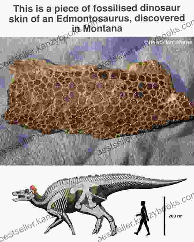 A Poignant Image Of A Fossil, Illustrating The Irreversible Process Of Extinction. My Weird School Fast Facts: Dinosaurs Dodos And Woolly Mammoths