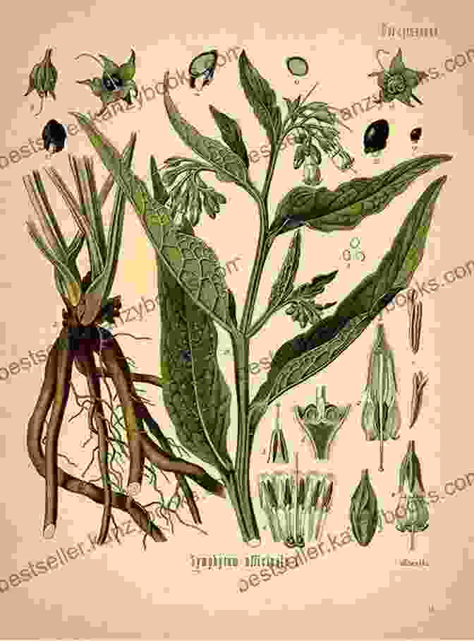 Botanical Illustration Of A Medicinal Plant 100 Plants That Heal: The Illustrated Herbarium Of Medicinal Plants