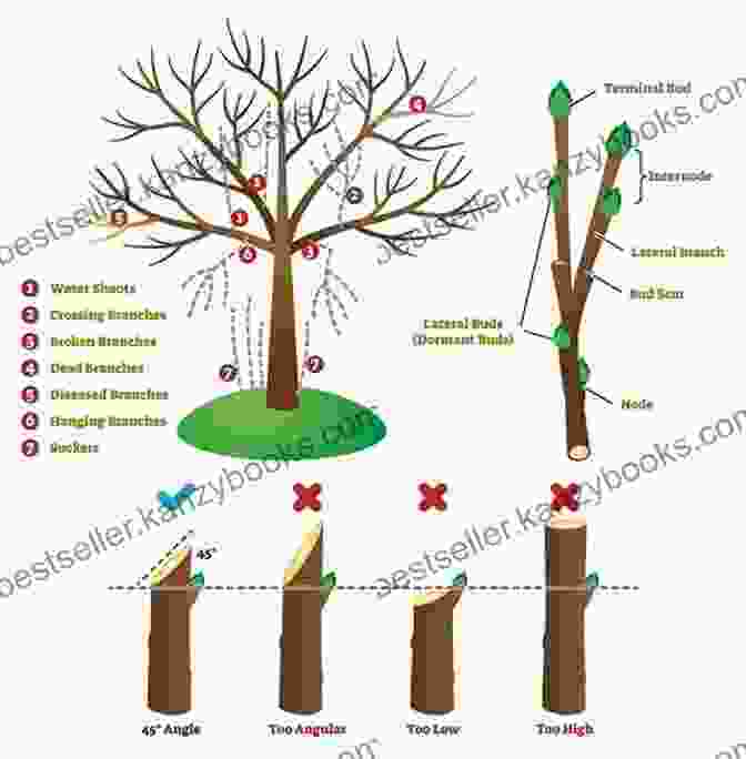 Diagram Illustrating Different Pruning Techniques Pruning (Collins Practical Gardener) Conrad Waters